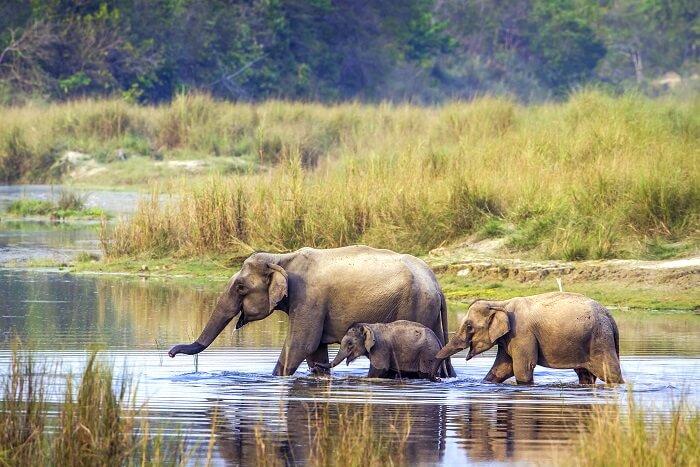 Nepal Bardia National Park Elephant Safari Tour